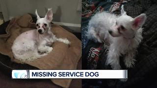 Lincoln Park woman looking for lost service dog