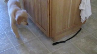 "Puppy Chases The Other End Of Its Own Leash Around A Kitchen Island"