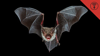 Stuff You Should Know: Internet Roundup: Bats Planning Their Next Move & Dollar Bill Secrets