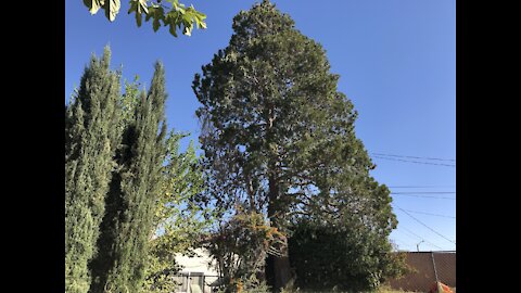 Tree Removal Time-Lapse