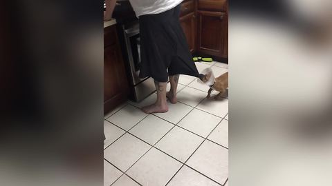 Funny Puppy Pulls Down His Owner’s Pants