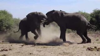 Epic fights in the animal world!