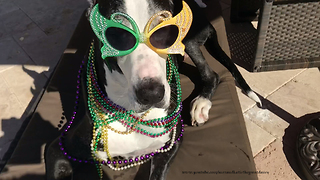 Katie the Great Dane Gets Ready to Party