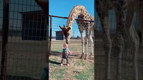 Girafa Fazendo Carinho no Bebe #shorts