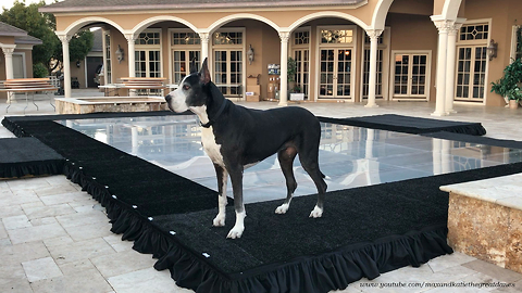 Funny Great Danes Enjoy Playing on Pool Cover Dance Floor