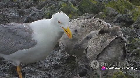 Albatross Serenade: Songs of Seabirds in Remote Oceans