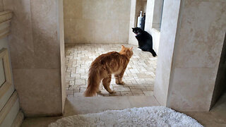 Funny growling cats' showdown over tuxedo's shower territory