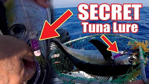How to catch tuna | Marathon Florida Keys {catch and cook}