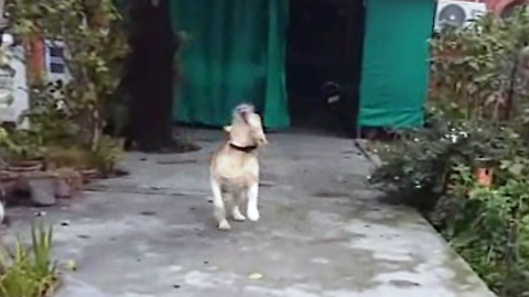 Dog is so crazy to go for a walk. Brings his leash to the owner to take him out for walk.
