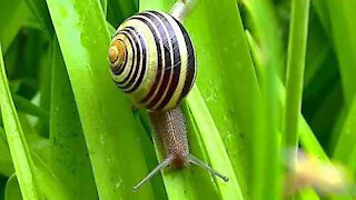 IECV NV #222 - 👀 The Snail I Filmed In The Garden 🐌 4-27-2016