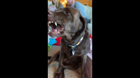 Smiling dog is guilty on Christmas