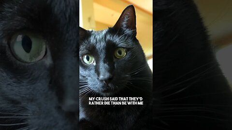 Omen holds grudges… #cat #blackcat #leonthecatdad #darkhumor #sarcasm #joke #relationship #crush