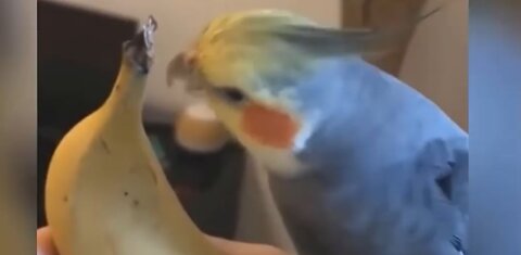 Compilation of funny birds and parrots # 1 🦜