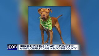 Man accused of killing Sterling the dog in Utica sentenced to at least 3 years in prison