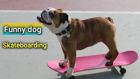 Pet Dog skateboarding outdoor. Slow motion. stock video!! funny dog