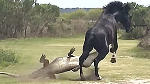 Horse attacks alligator in front of tourists