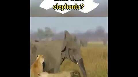 Lions hunt elephants? #shorts