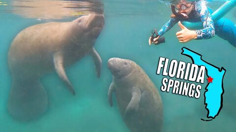 The ONLY Place in the World to LEGALLY Swim with Manatees - Florida
