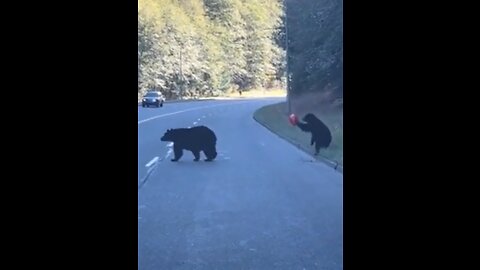 Bear Cub - Versus Balloon (WHO WILL WIN?)