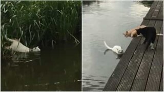 Katt svømmer over elv for å leke med venner!