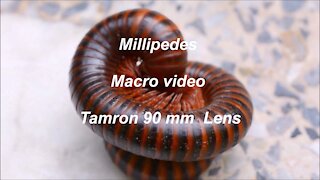 Millipedes Macro Video with Tamron 90mm Macro lens