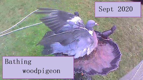 Bathing woodpigeon in our birdbath - it just about fits in