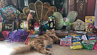 Happy Cat Enjoys Great Dane Birthday Party Gifts
