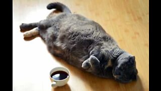 Gata gorda tem momento dramático na passadeira rolante