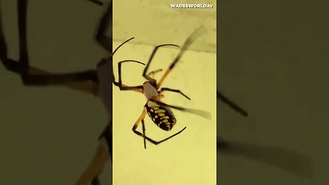 Yellow Garden Spider Doing Work #shorts #spider #yellowgardenspider #fyp