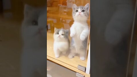 2 Anak kucing kembar #short #kucingmeong #kucingimut #kucinglucu