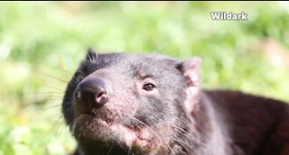 Tasmanian Devils return to Austalia's mainland