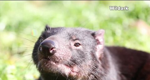 Tasmanian Devils return to Austalia's mainland