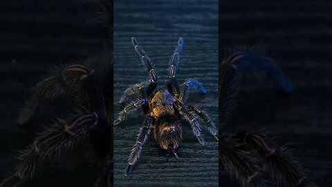 Bonnetina cyaneifemur, also known as the Mexican Blue Femur tarantula 🕷💙🖖
