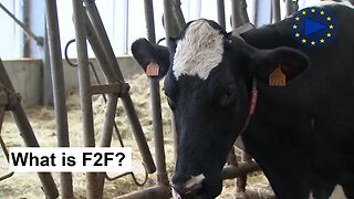 Farm to Fork: EU Dairy Sector & Local Dairy Products | InfoClip
