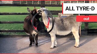 Charity that encourages donkeys to play together film two furry friends happily sharing a tyre