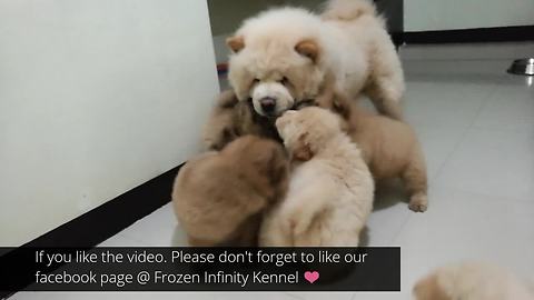 Mamma dog bonds with puppies over playtime