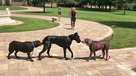 Great Dane's precious first meeting with Labrador friends