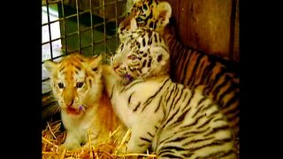 Tigers Have Different-Colored Fur