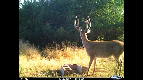 Velvet Bucks: The Giant Brow Tine Buck in Montana