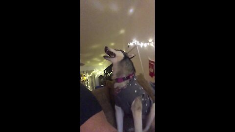Talkative husky shows off vocal skills