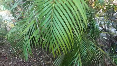 Roebelinii Palms