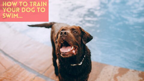 Simple Method : How to train your Dog To Swim..