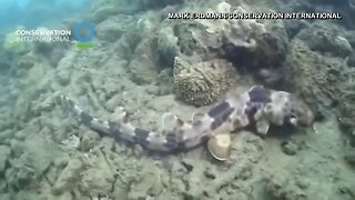 4 new species of tropical sharks that "walk" discovered