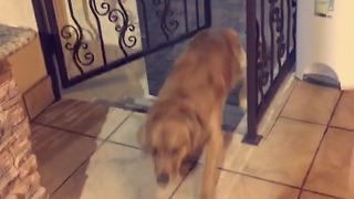 Clever dog learns to open gate with paws