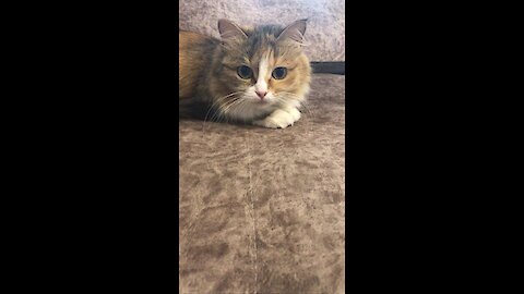 Cute cat playing with mouse and afraid of itself 💕