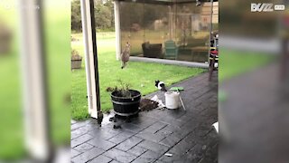 Gato corajoso tenta proteger a sua casa de um canguru