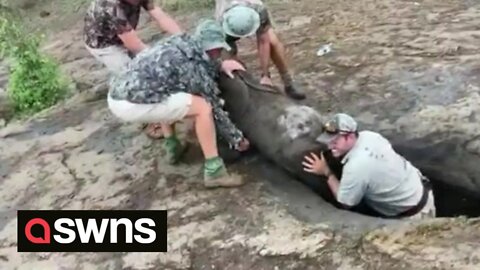 Heroic moment group of men team up to rescue baby elephant got stuck in a hole