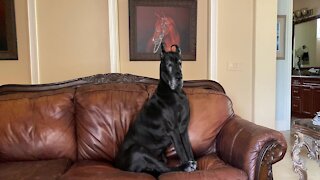 Great Dane gets photobombed by doggy best friend