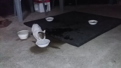 cat drinking water. Cutie.(56day old cat - part5)