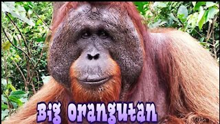 Alpha male orangutan with big cheek pads